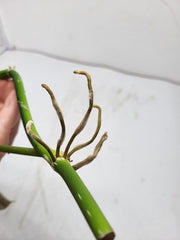 Philodendron Splendid Steckling