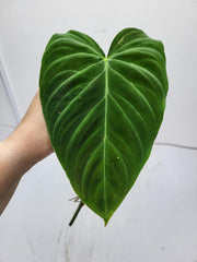 Philodendron Splendid Steckling