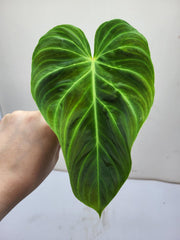 Philodendron Splendid Steckling