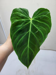 Philodendron Splendid Steckling