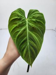 Philodendron Splendid Steckling