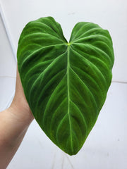 Philodendron Splendid Steckling