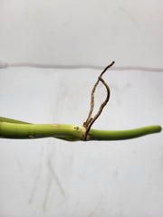 Philodendron Splendid Steckling