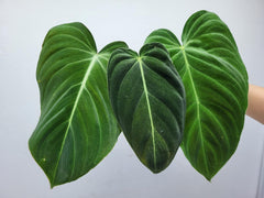 Philodendron Mix