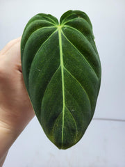Philodendron Mix