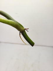 Philodendron Mix