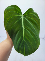 Philodendron Mix