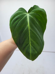 Philodendron Mix