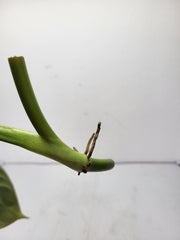 Philodendron Mix