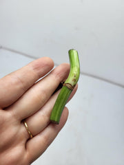Monstera Variegata Steckling