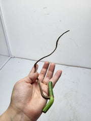 Monstera Variegata Steckling