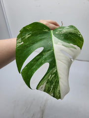 Monstera Variegata Steckling