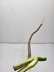 Monstera Variegata Steckling