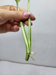 Monstera Adansonii Variegata Steckling
