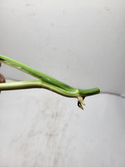 Monstera Adansonii Variegata Steckling