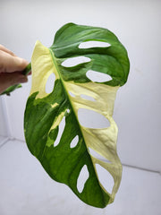 Monstera Adansonii Variegata Steckling