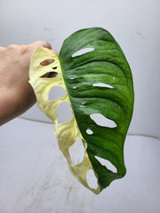 Monstera Adansonii Variegata Steckling