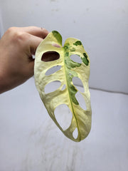 Monstera Adansonii Variegata Steckling