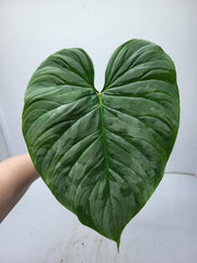 Philodendron Majestic Steckling