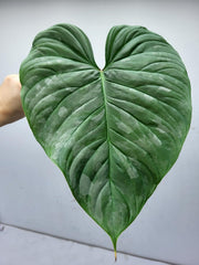 Philodendron Majestic Steckling