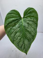 Philodendron Majestic Steckling