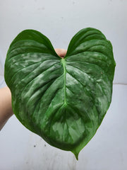 Philodendron Majestic Steckling