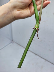 Philodendron Majestic Steckling