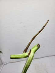 Monstera Variegata Steckling