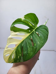 Monstera Adansonii Variegata Steckling