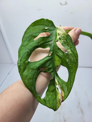 Monstera Adansonii Variegata Steckling