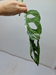 Monstera Adansonii Indonesian Marble Stecklinge