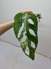 Monstera Adansonii Indonesian Marble Stecklinge