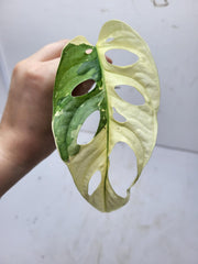 Monstera Adansonii Variegata Steckling