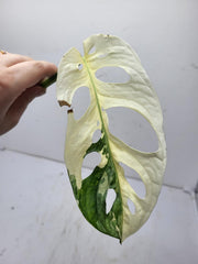 Monstera Adansonii Variegata Steckling