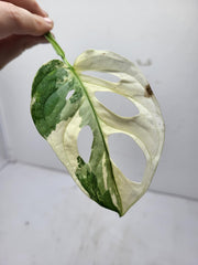 Monstera Adansonii Variegata Steckling