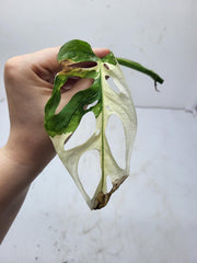 Monstera Adansonii Variegata Steckling