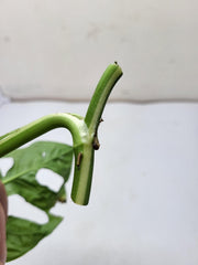 Monstera Adansonii Variegata Steckling