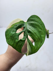Monstera Adansonii Variegata Steckling