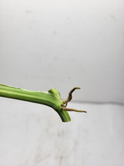 Monstera Adansonii Variegata Steckling