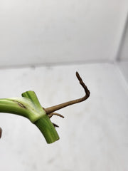 Monstera Adansonii Variegata Steckling