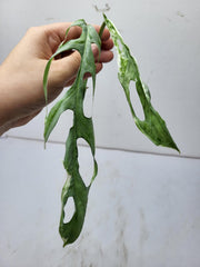 Monstera Adansonii Indonesian Marble Stecklinge