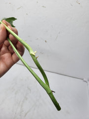 Monstera Adansonii Indonesian Marble Stecklinge