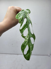 Monstera Adansonii Indonesian Marble Stecklinge