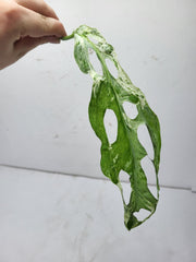 Monstera Adansonii Indonesian Marble Stecklinge