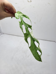 Monstera Adansonii Indonesian Marble Stecklinge