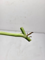 Monstera Adansonii Indonesian Marble Stecklinge