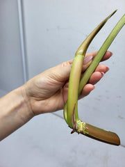 Philodendron Mamei Steckling