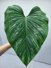 Philodendron Mamei Steckling