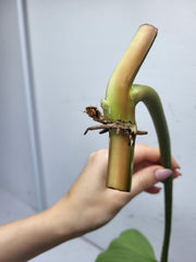 Philodendron Mamei Steckling