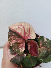 Syngonium Strawberry Ice Galaxy